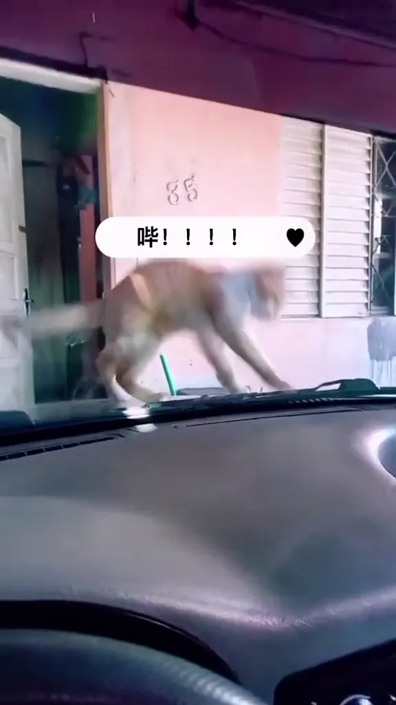 Funny Cat Videos - Cat vs Cucumber Scare