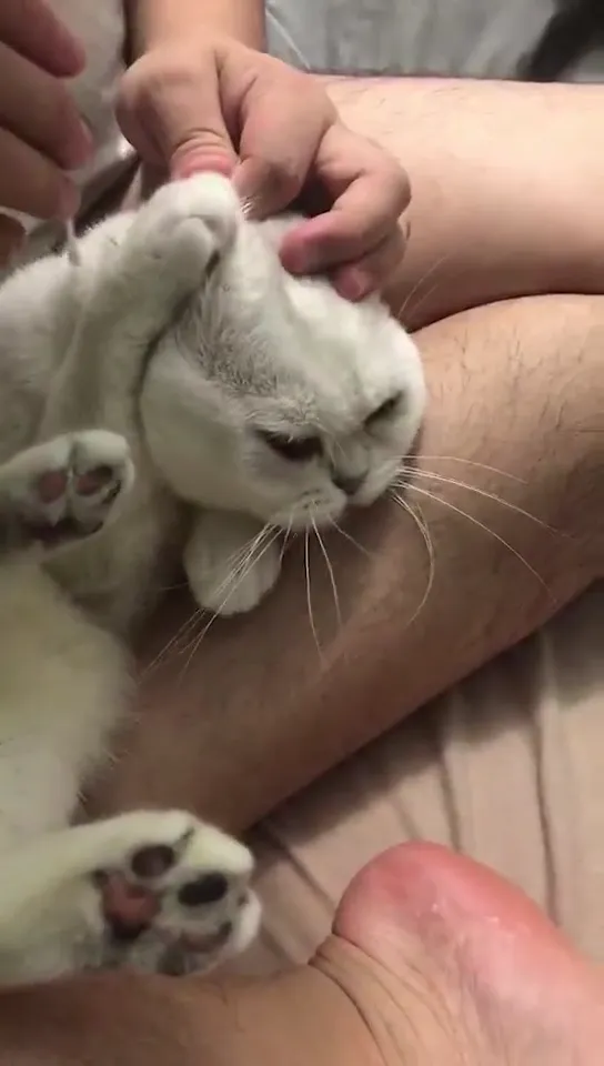 Cat pranked by owner with an unexpected surprise causing a hilarious frightened reaction