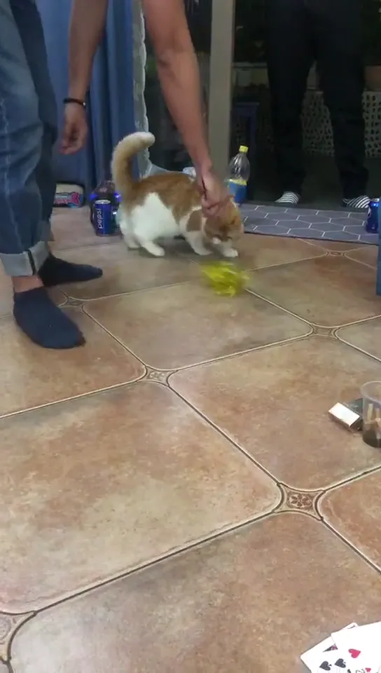 Cat prank that backfired with instant karma and an unexpectedly hilarious outcome