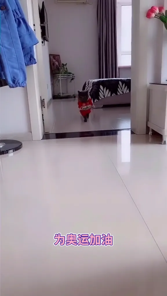 Collection of the funniest cat pranks with dramatic feline reactions that will make you laugh