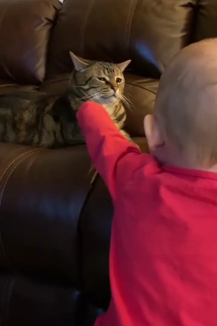 Short funny cat video with a cute cat caught in a hilarious unexpected reaction