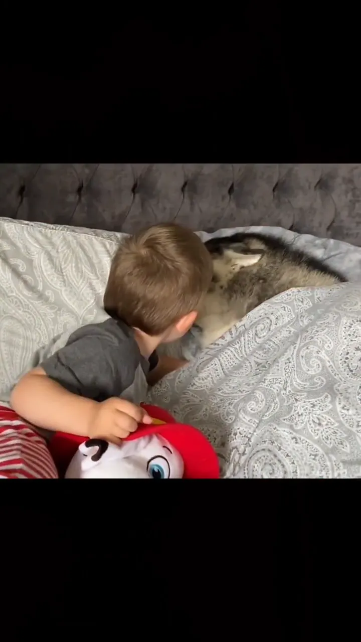 Adorable kitten reaction in a short funny cat video clip