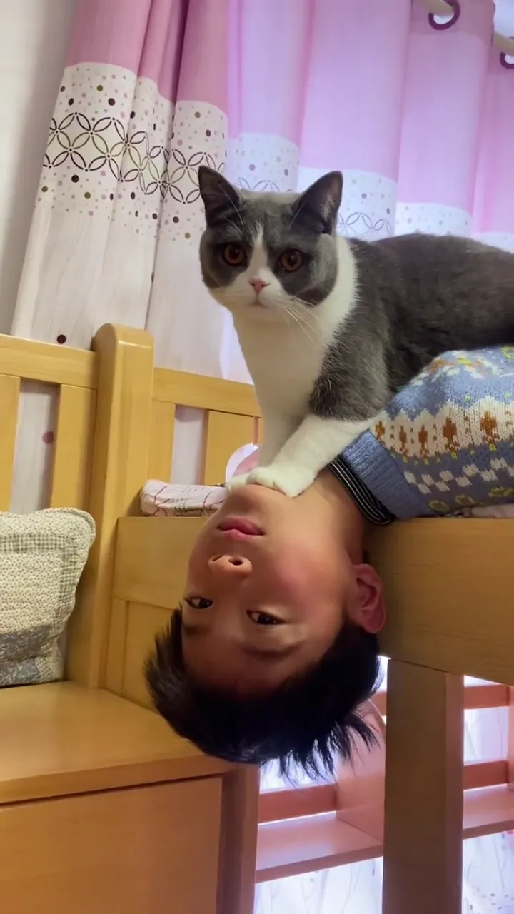 Funny cats playing in a silly viral pet moment with unexpected humor