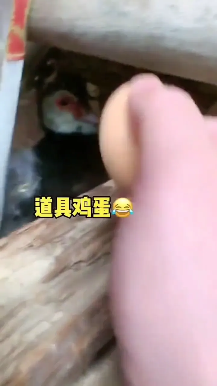 Sneaky and hilarious move caught on camera in a daily funny moment that went viral