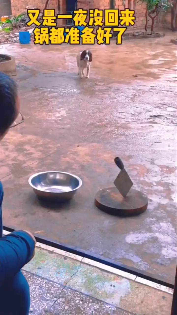 Short funny dog video where a tough-looking dog tries to act brave and instantly runs away