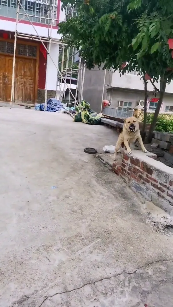 Funny dog reaction showing a dog going from confident to terrified in one second