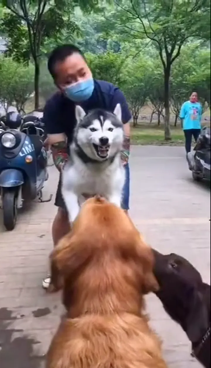 Funny dog retreating from a tiny harmless surprise in a dramatic pet moment