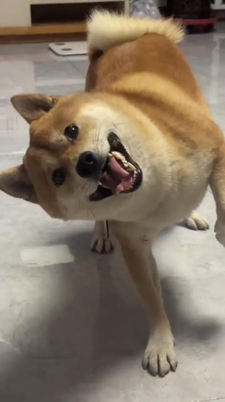 Funny dog being playful behind the scenes
