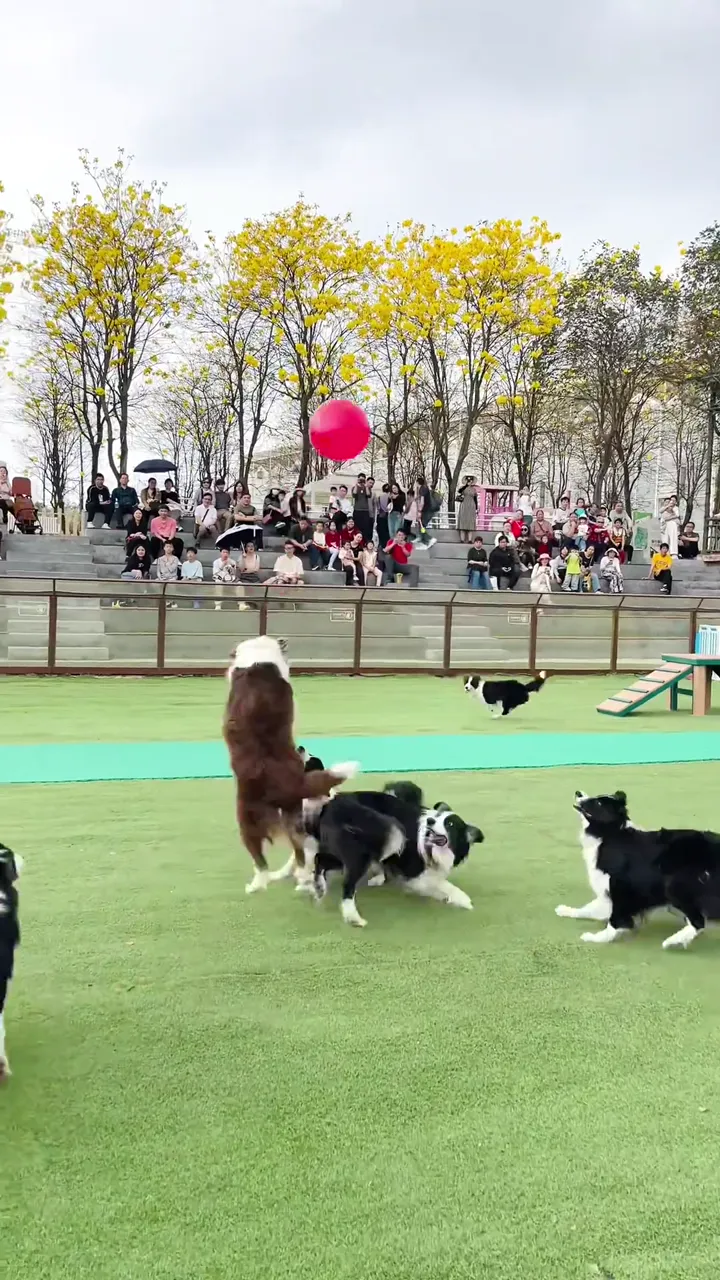 Dog making hilarious faces when caught off guard