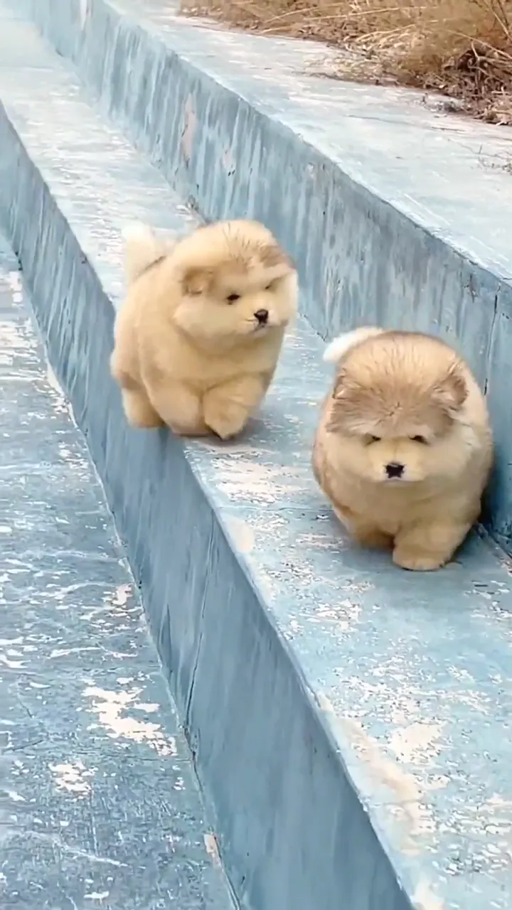 Dog prank backfiring in a hilarious behind the scenes clip