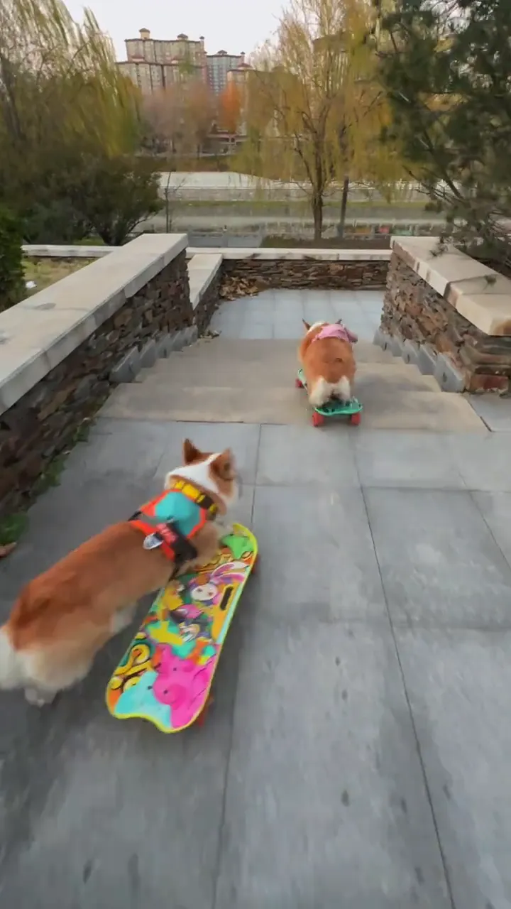 Cute dog having funny fail moments behind the scenes
