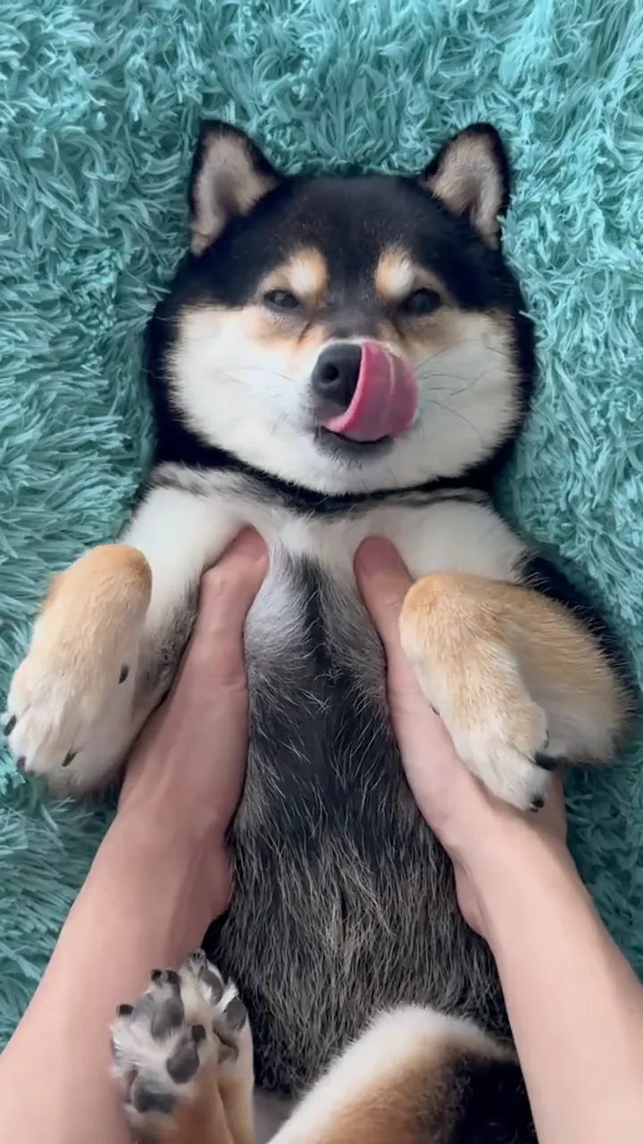 Compilation of hilarious dog moments caught behind the scenes
