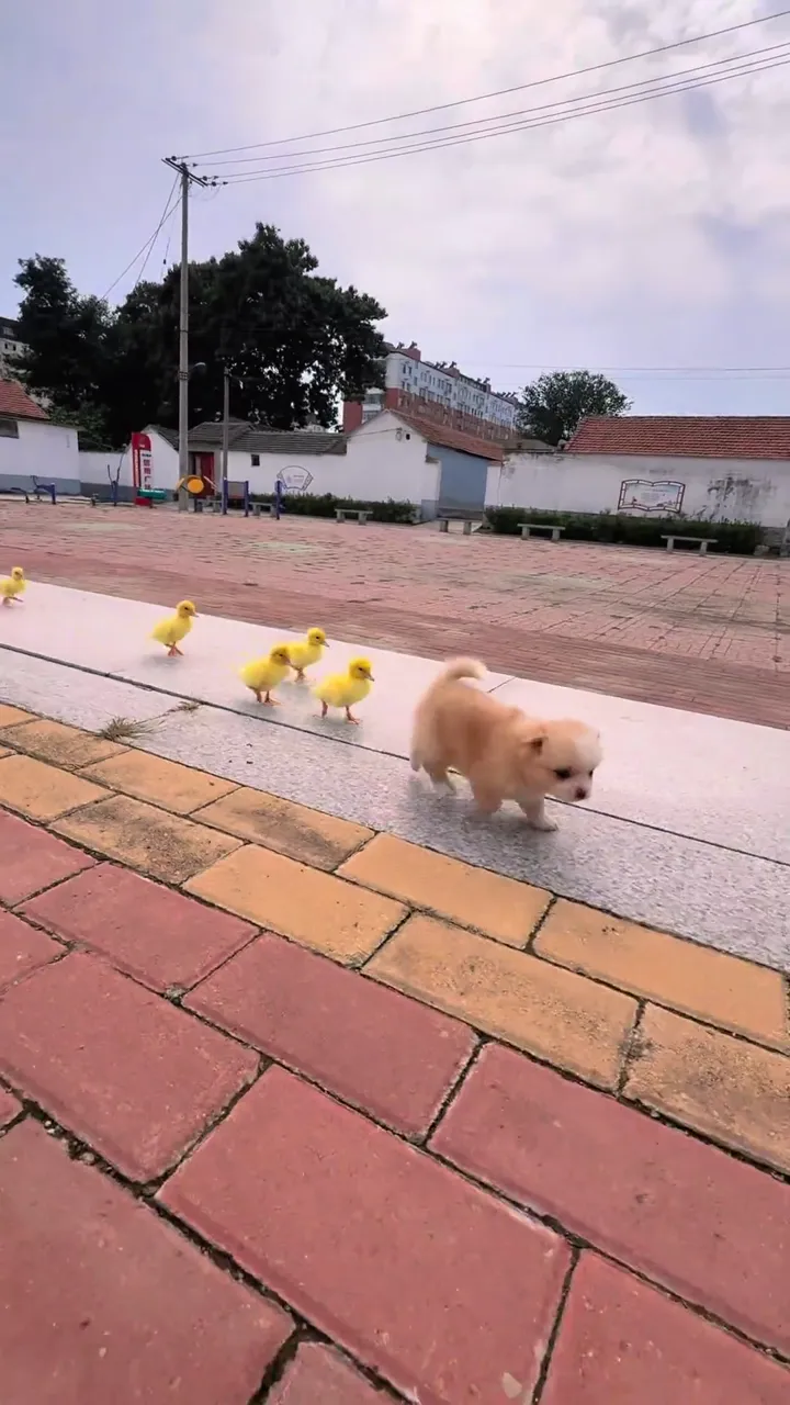 Dog going crazy and being funny behind the scenes