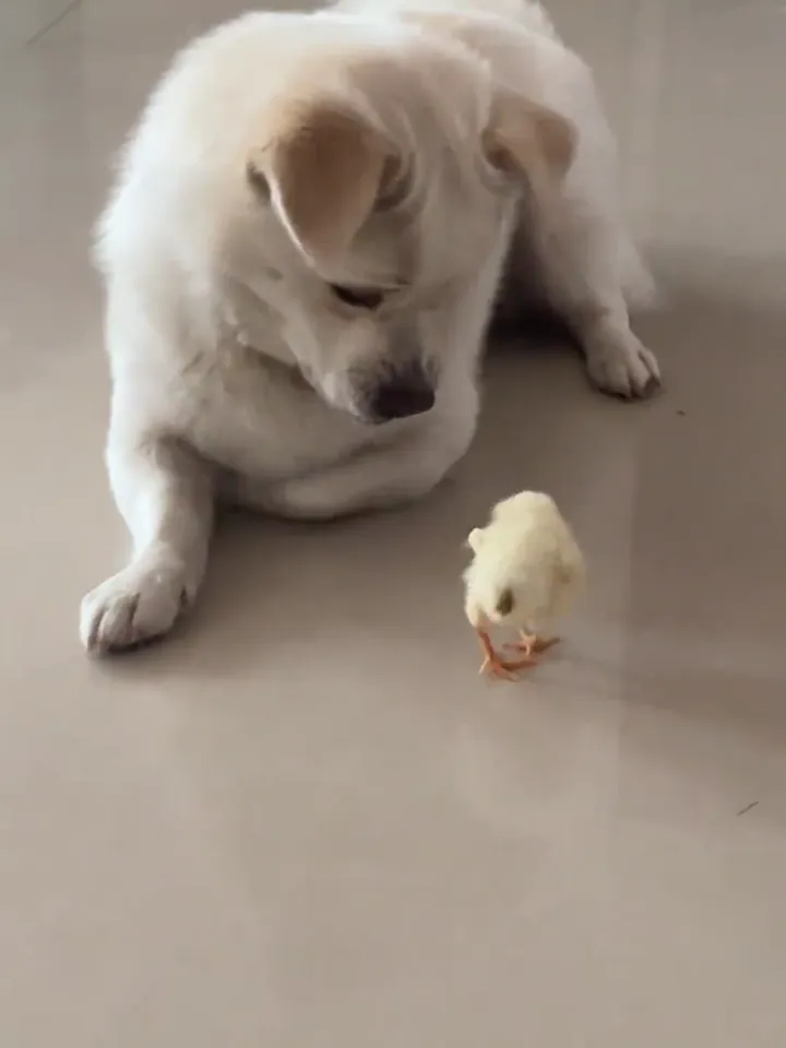Dog making the crew laugh with silly antics behind the scenes