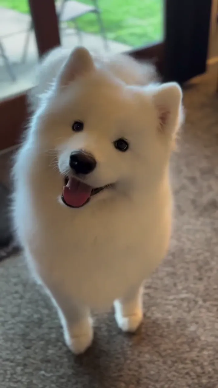 Funny dog stealing attention during behind the scenes filming