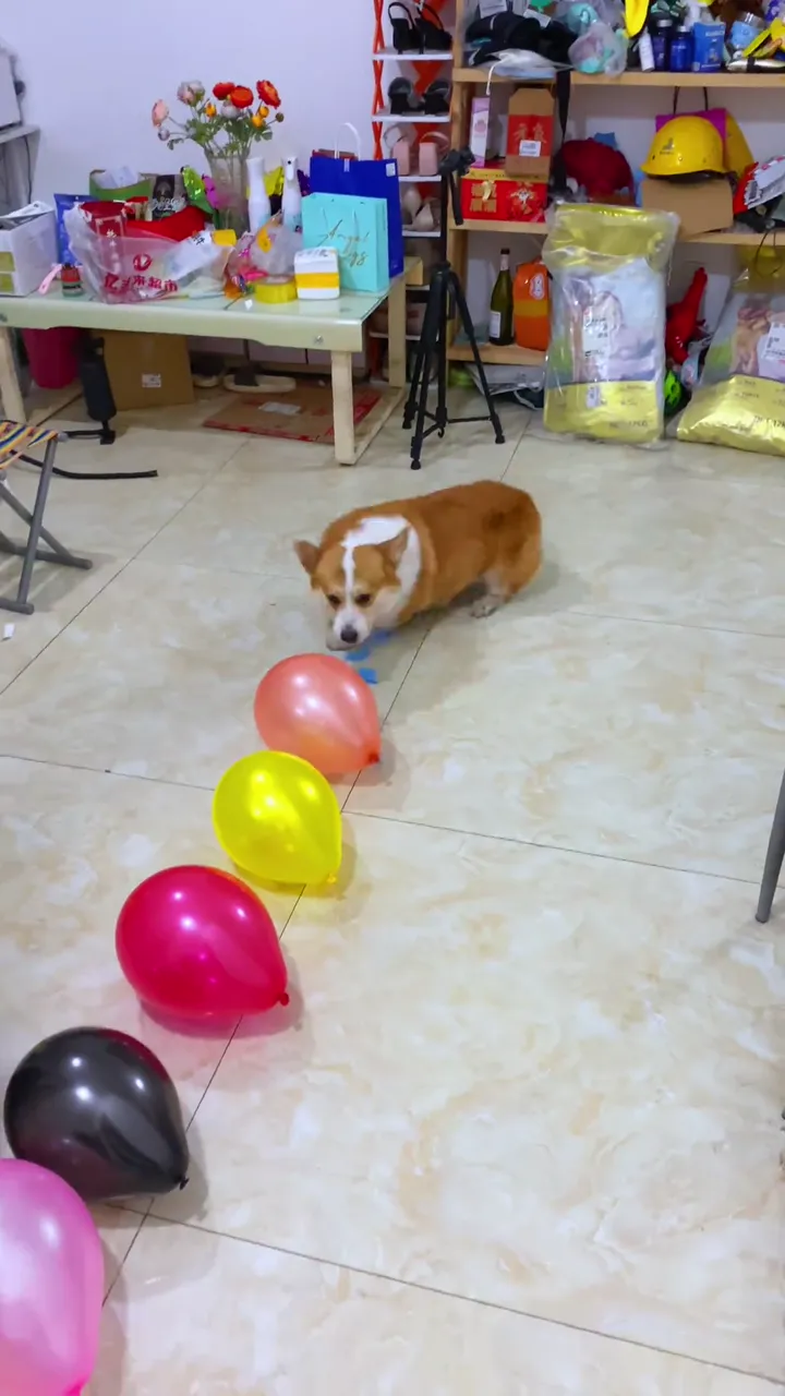 Unexpected funny dog moment caught behind the scenes