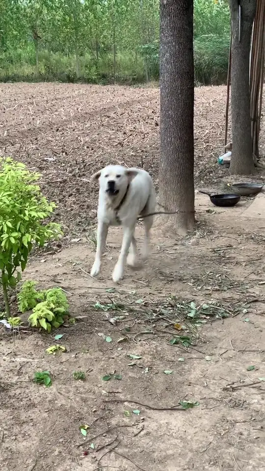 White dog standing outside near a tree with a stubborn funny expression