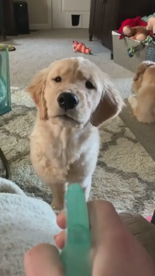 Golden retriever staring at a toy with a confused and hilarious reaction