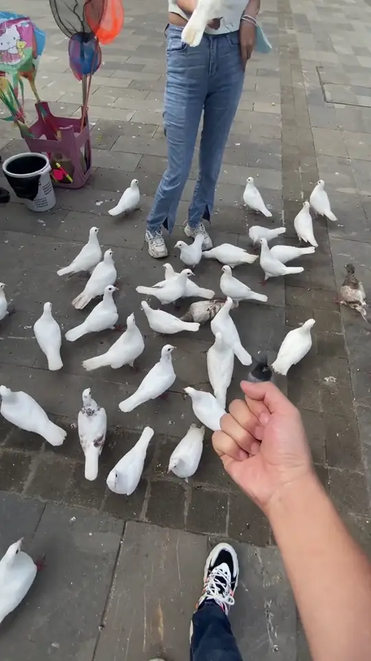 A crowd of birds gathers around a person feeding them in a funny street pet moment