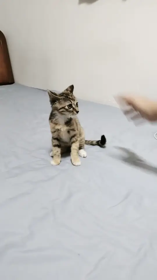 Cat sitting still on a bed while a hand moves nearby in a funny cat reaction clip