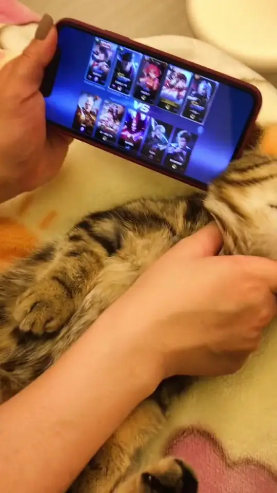 Cat lying down while someone holds a phone in front of it like it is watching videos