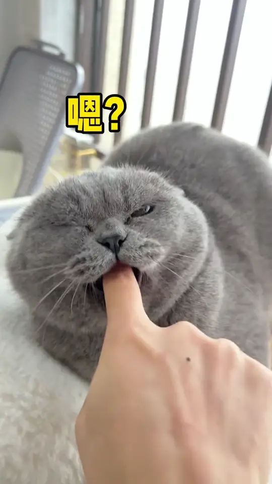 Grumpy gray cat making a dramatic face while getting a gentle finger boop