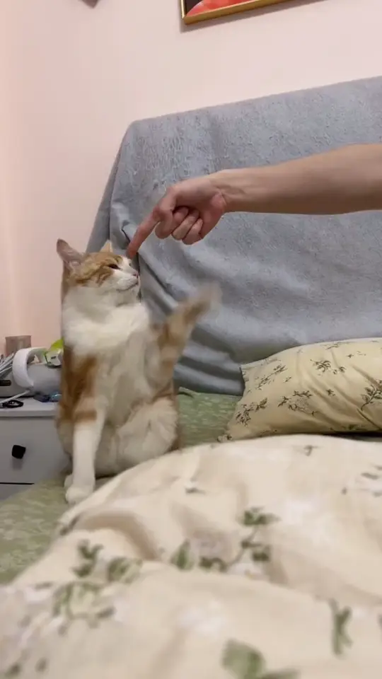Cat standing on a bed and reaching toward a person holding a snack in a funny reaction